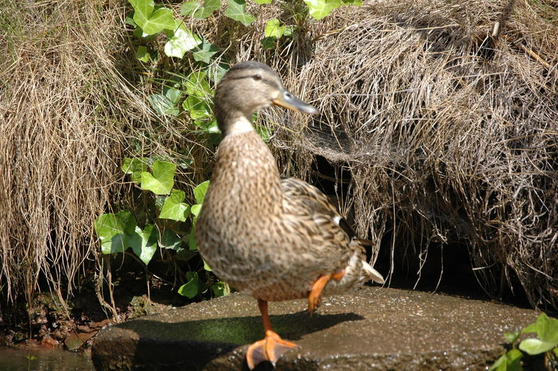 Lustige Akrobatik-Ente