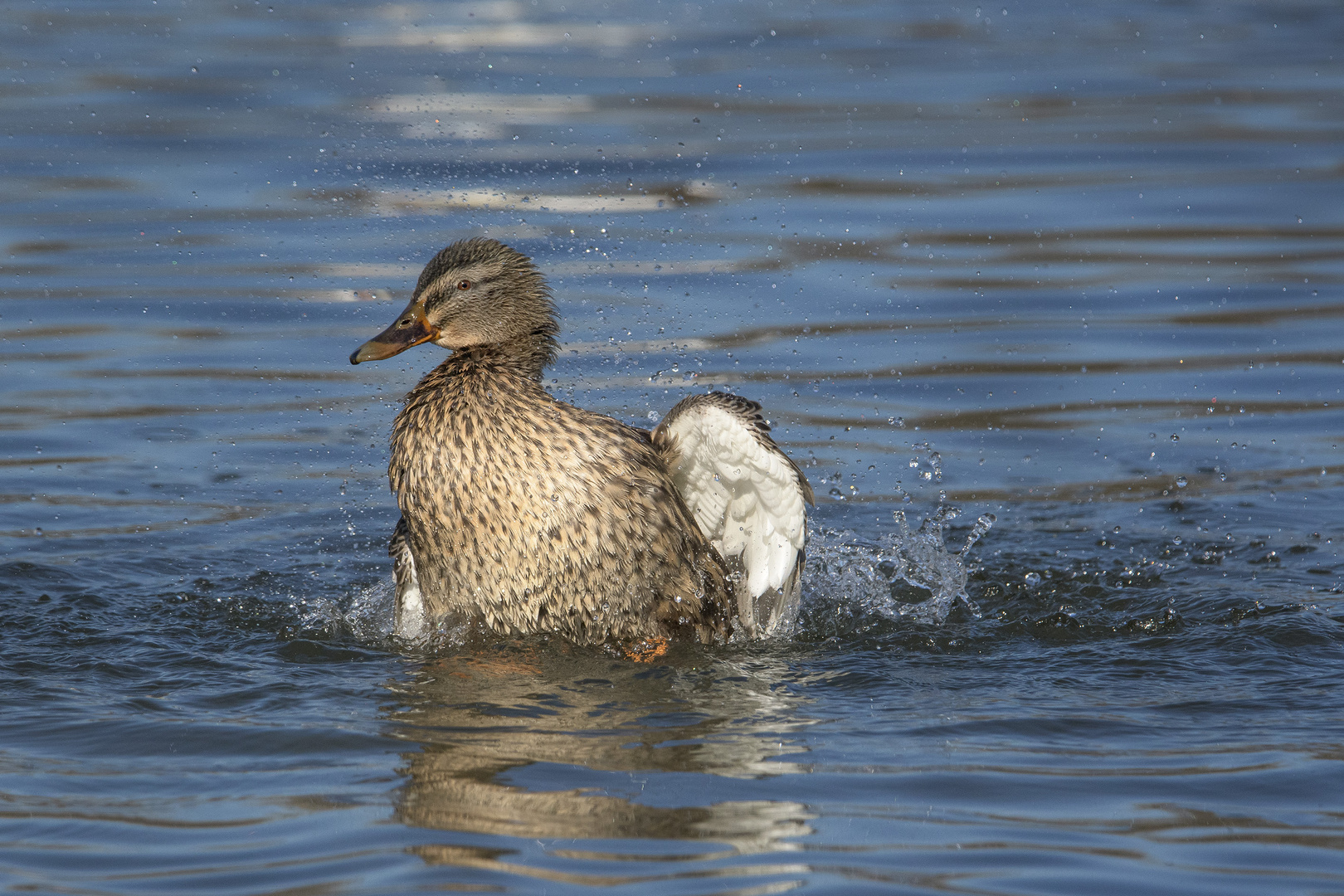 Lustige-Ente-2