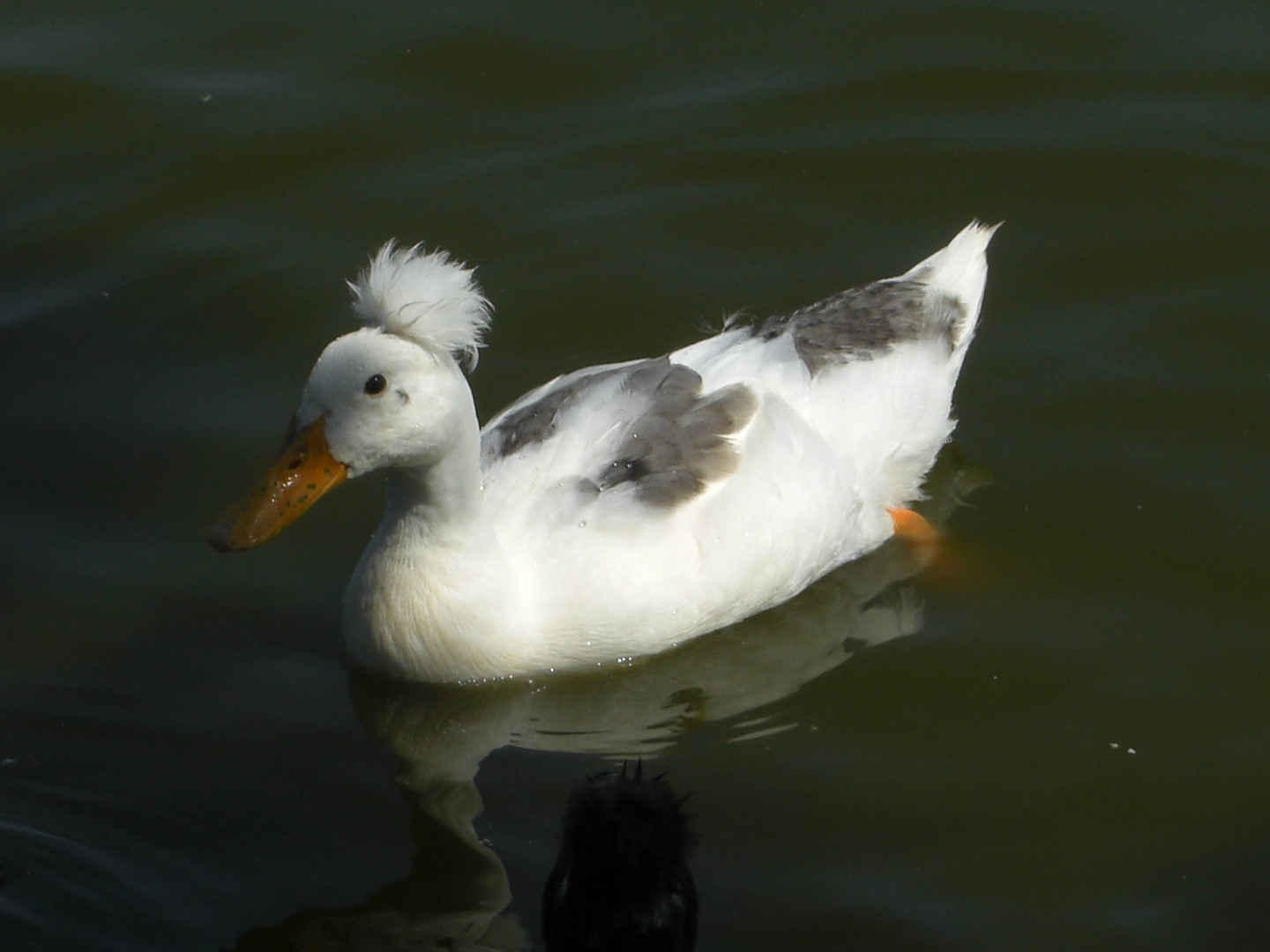 Aufkleber Lustige Ente Rund Auto Pkw Sticker Duck Kuken
