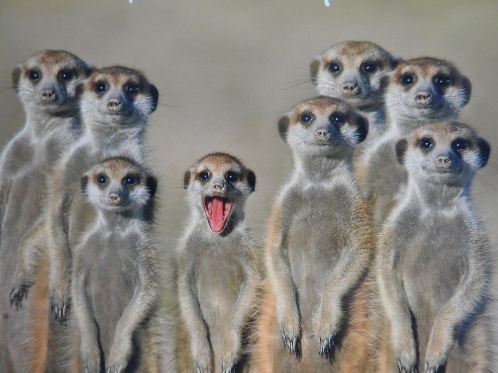 Lustige Erdmännchen Foto & Bild erdmännchen, komik, zunge Bilder auf
