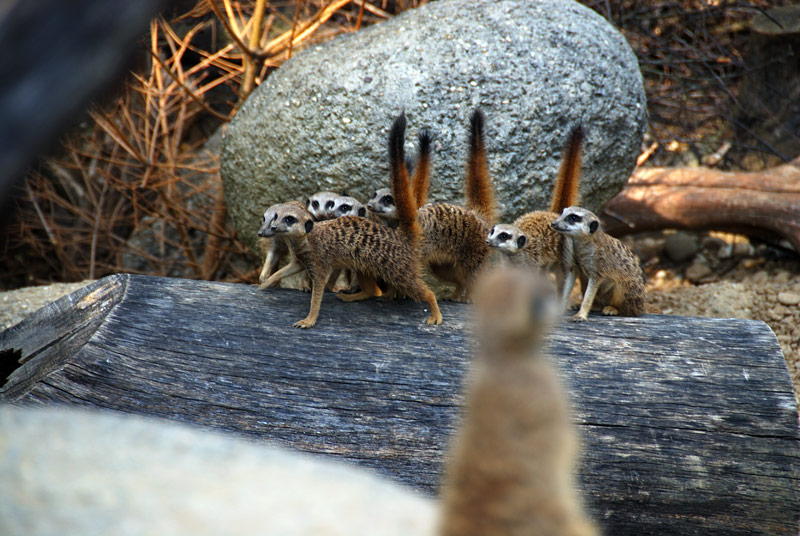 Lustige Erdmannchen Foto Bild Tiere Zoo Wildpark Falknerei Saugetiere Bilder Auf Fotocommunity