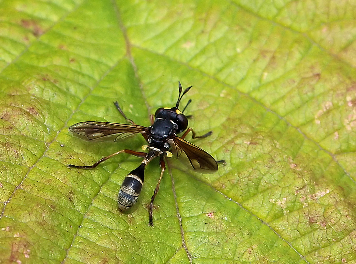 Lustige Fliege Foto Bild Tiere Wildlife Insekten Bilder Auf Fotocommunity