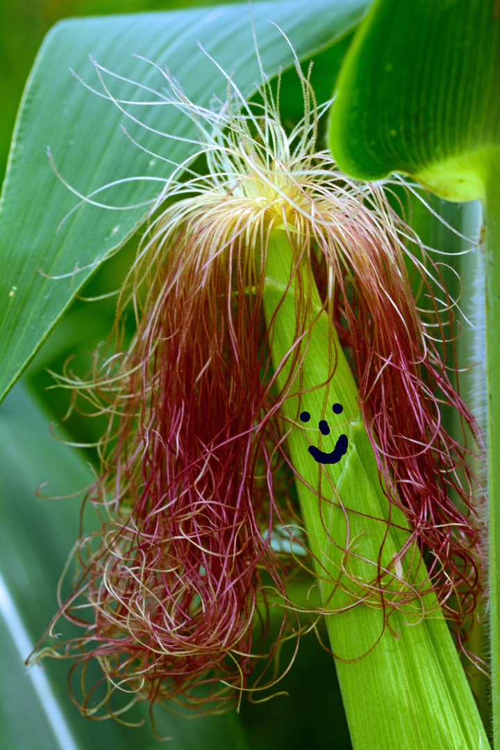 Lustige Geselle Foto Bild Natur Pflanzen Fun Montagen Bilder Auf Fotocommunity