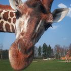 lustige Giraffe