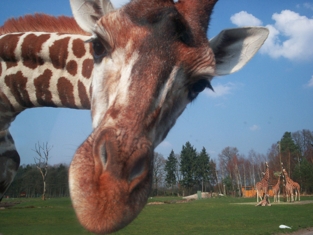 Lustige Giraffe Foto Bild Tiere Zoo Wildpark Falknerei Saugetiere Bilder Auf Fotocommunity