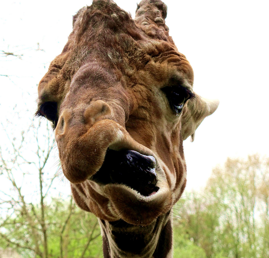Lustige Giraffe Im Duisburger Zoo Foto Bild Tiere Zoo Wildpark Falknerei Saugetiere Bilder Auf Fotocommunity