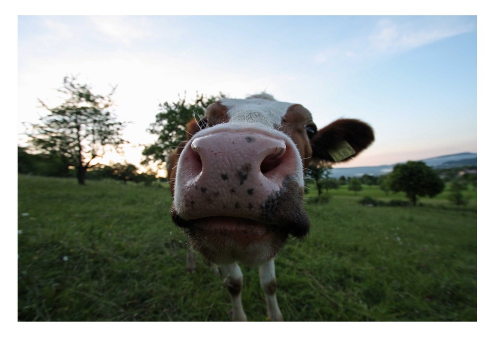 Lustige Kuh Foto &amp; Bild tiere, haustiere, nutztiere Bilder auf