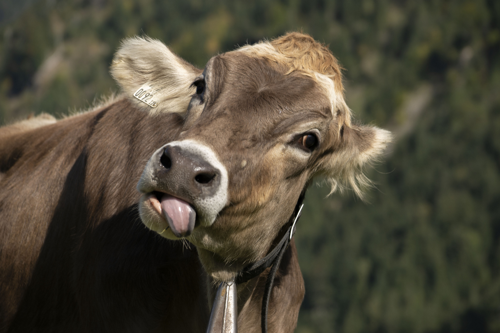 Lustige Kuh Foto &amp; Bild tiere, wildlife, säugetiere Bilder auf