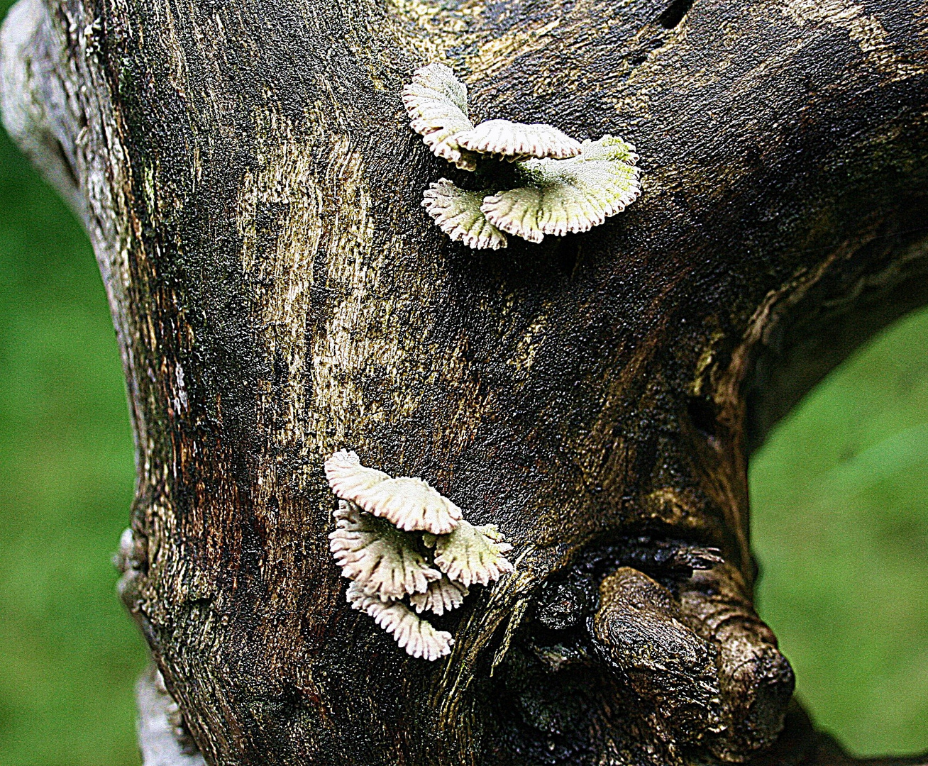 lustige Pilze auf altem, nassen Holz Foto & Bild | pflanzen, pilze