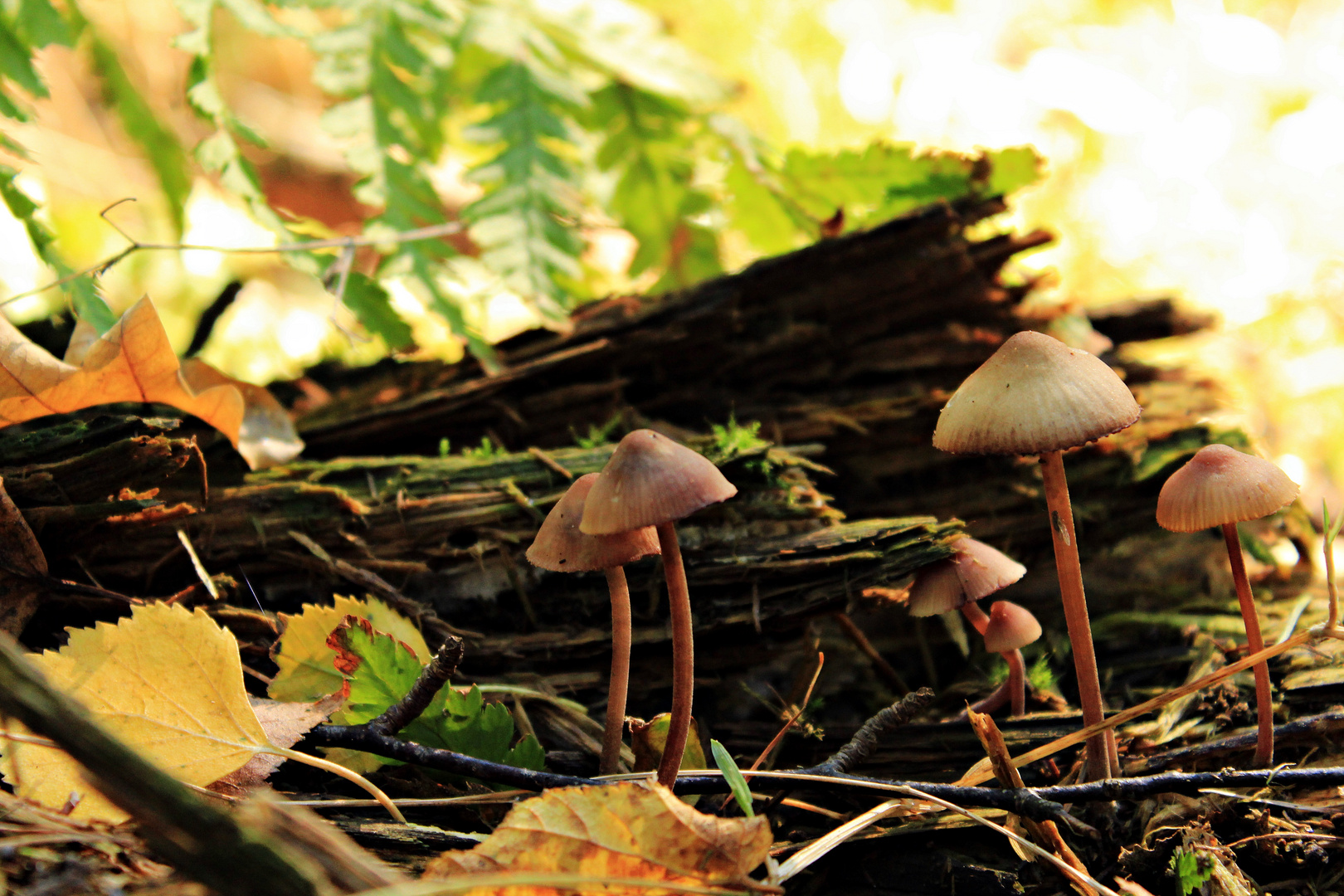 lustige Pilzfamilie Foto & Bild | pflanzen, pilze & flechten, pilze