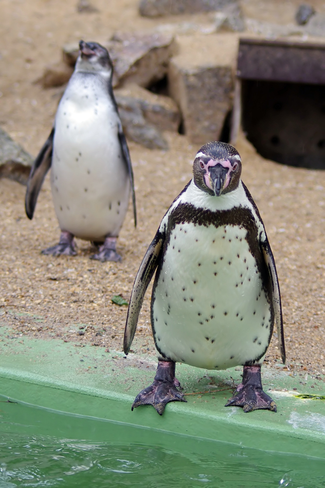 Lustige Pinguine Foto Bild Tiere Zoo Wildpark Falknerei Vogel Bilder Auf Fotocommunity