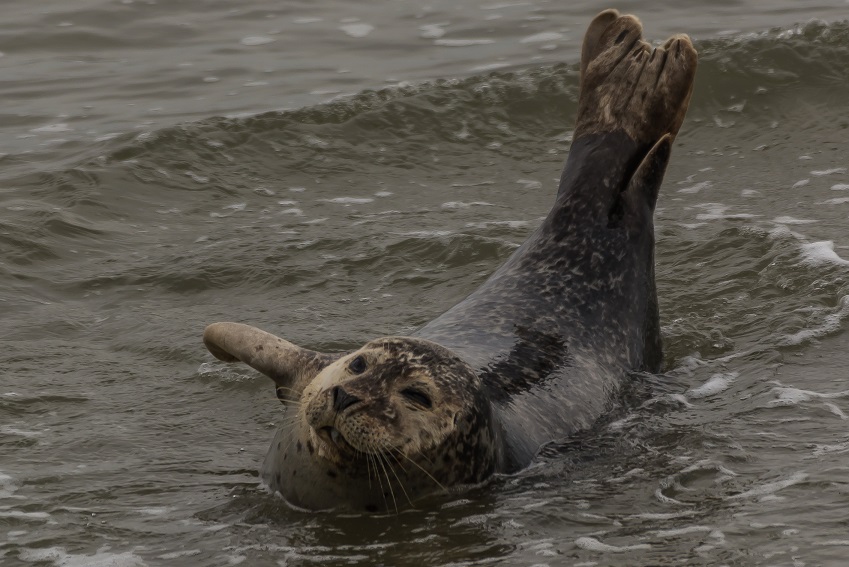 Lustige Robbe auf Ameland