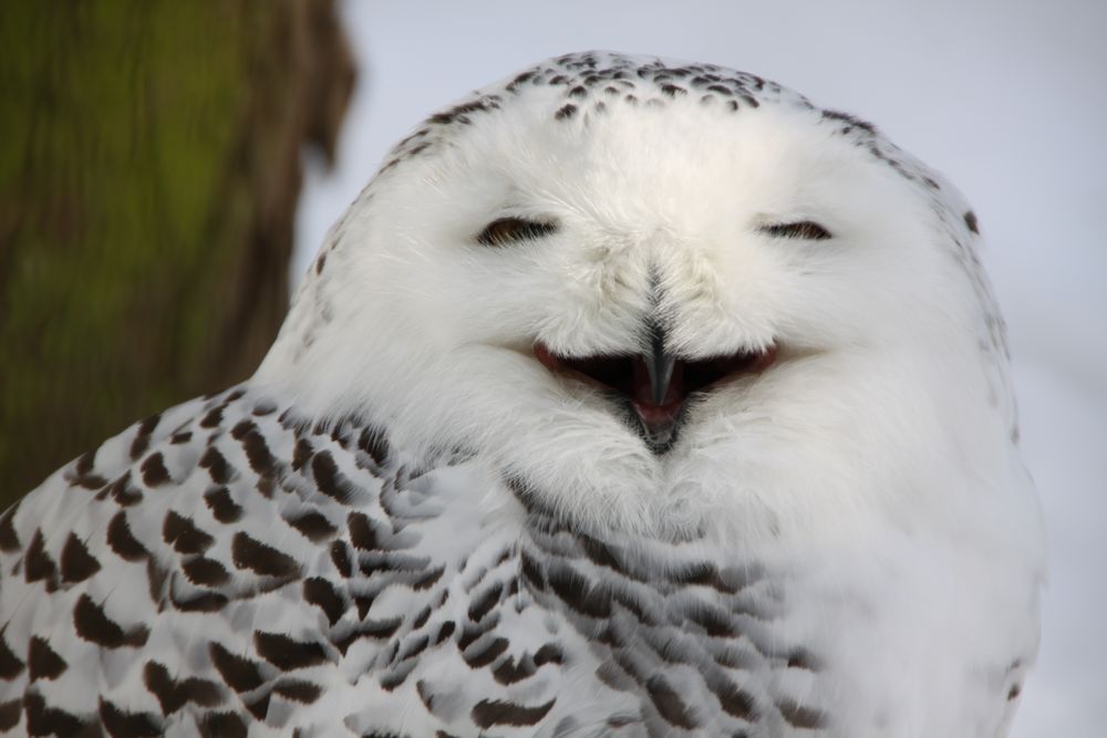 lustige Schneeeule Foto & Bild | tiere, wildlife, wild lebende vögel