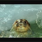 Lustige und lehrreiche Robbenbilder (I): Seehund im Packeis