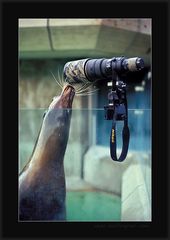Lustige und lehrreiche Robbenbilder (II): Seelöwin Molly interessiert sich für Fotografie
