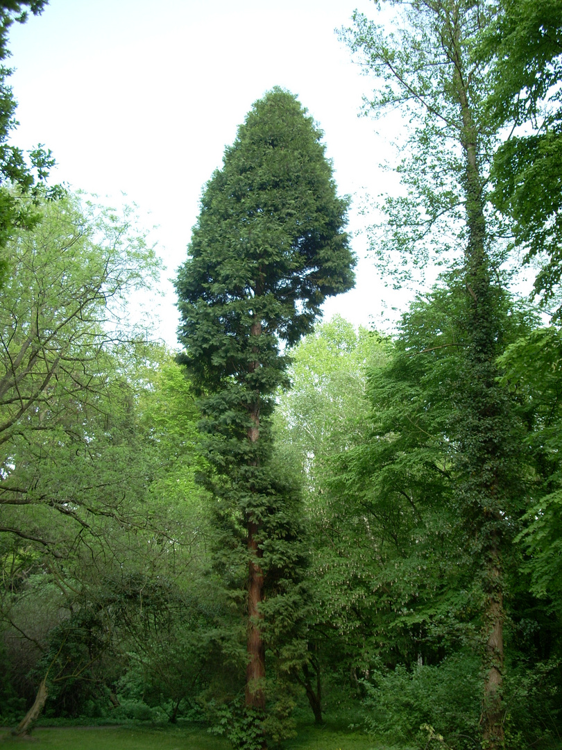 Lustiger Baum