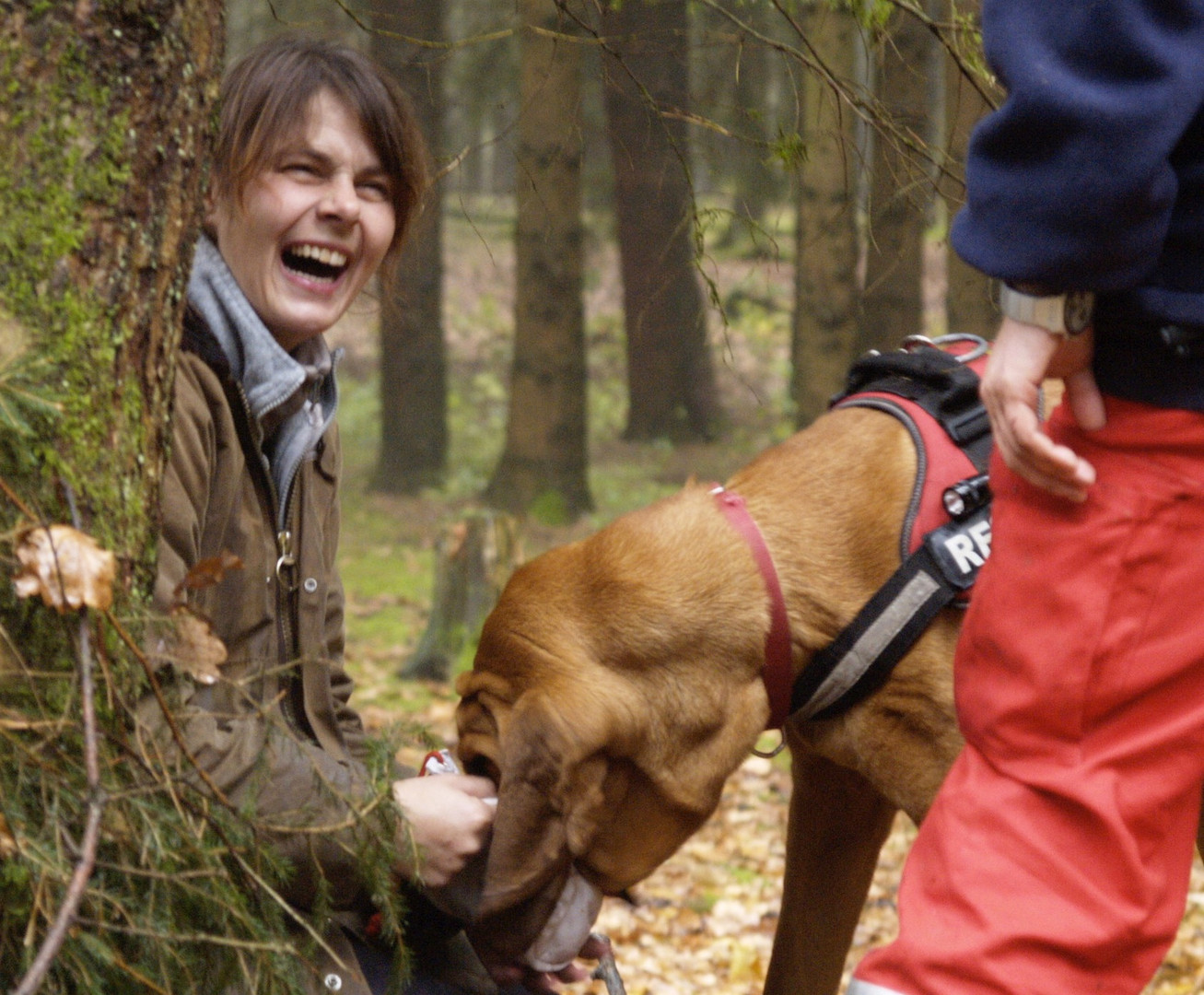 Lustiger Bloodhound