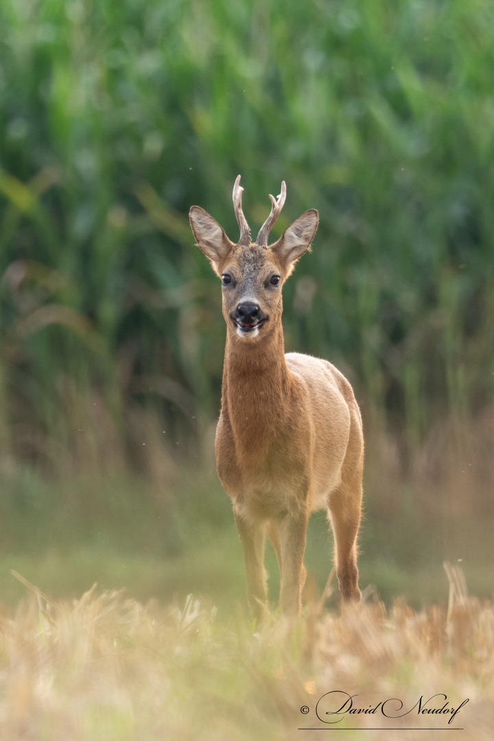 Lustiger Bock