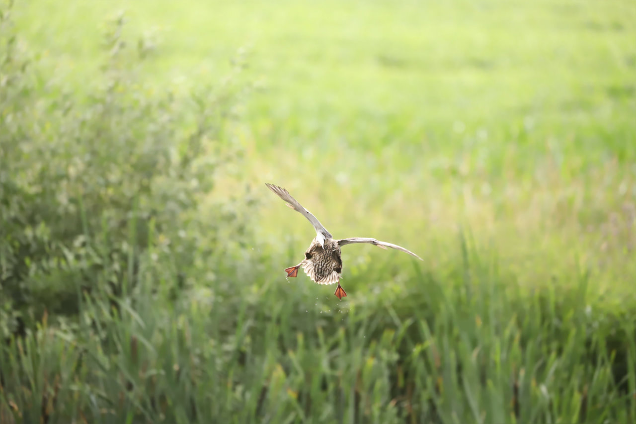 Lustiger Entenflug