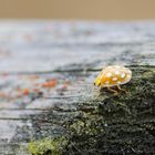 lustiger Geselle auf Wanderschaft