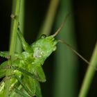 Lustiger Grashüpfer