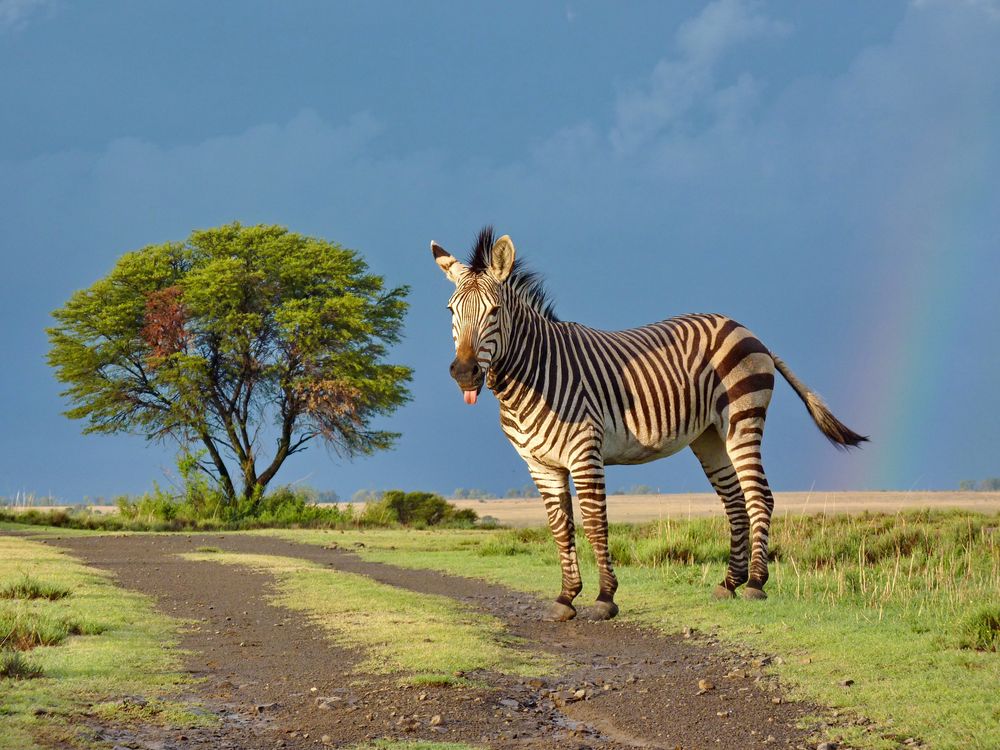 Lustiger Hartmann Berg-Zebra Hengst 