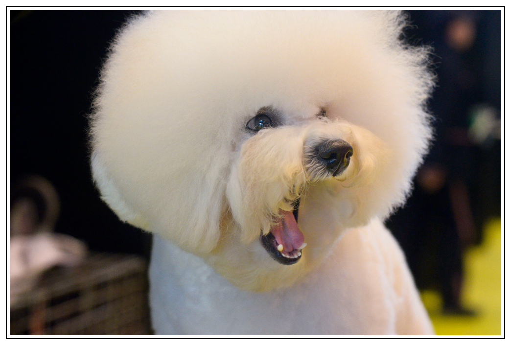 Lustiger Hund Foto Bild tiere haustiere hunde Bilder Lustiger Hund Foto Bild tiere haustiere hunde Bilder