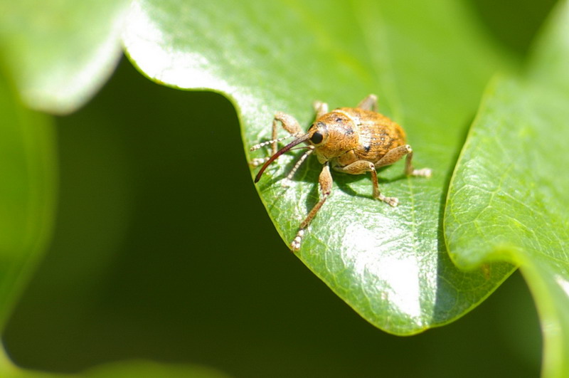 lustiger Käfer