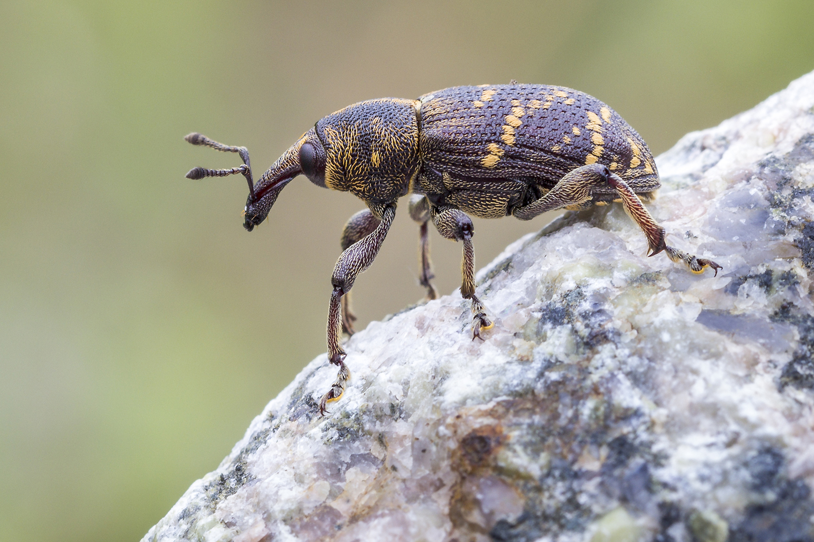 lustiger Käfer