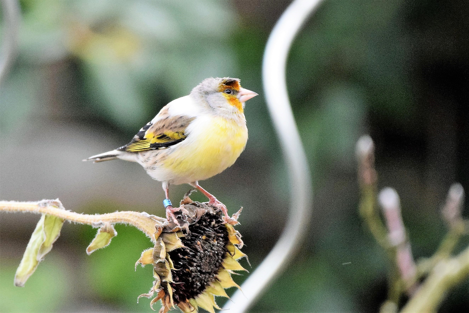 Lustiger Vogel Foto & Bild | tiere, wildlife, wild lebende vögel Bilder