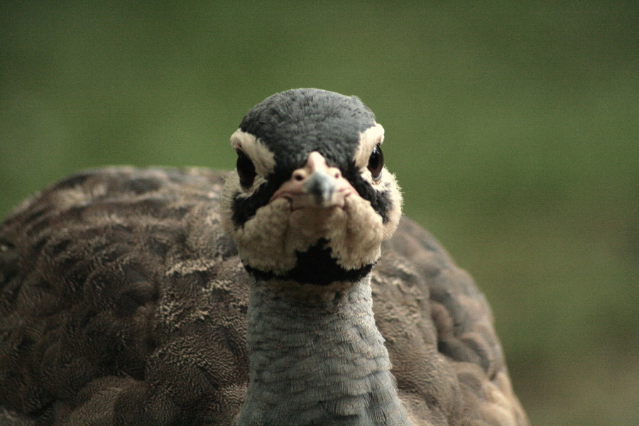 lustiger vogel