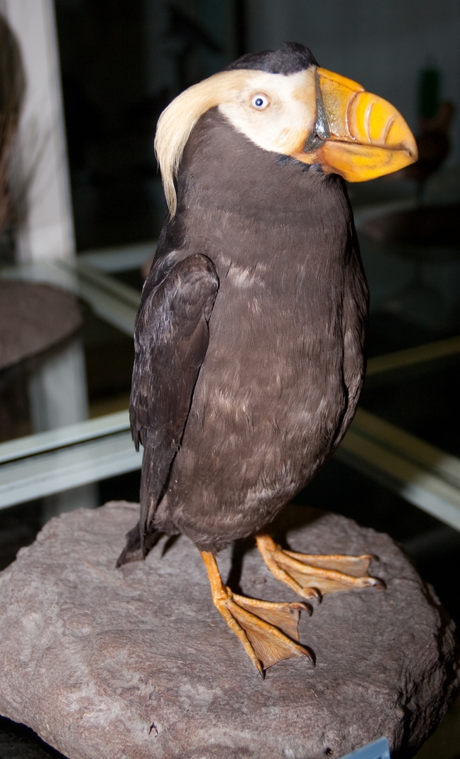 lustiger Vogel Foto & Bild | sonstiges, fossilien & präparate, natur