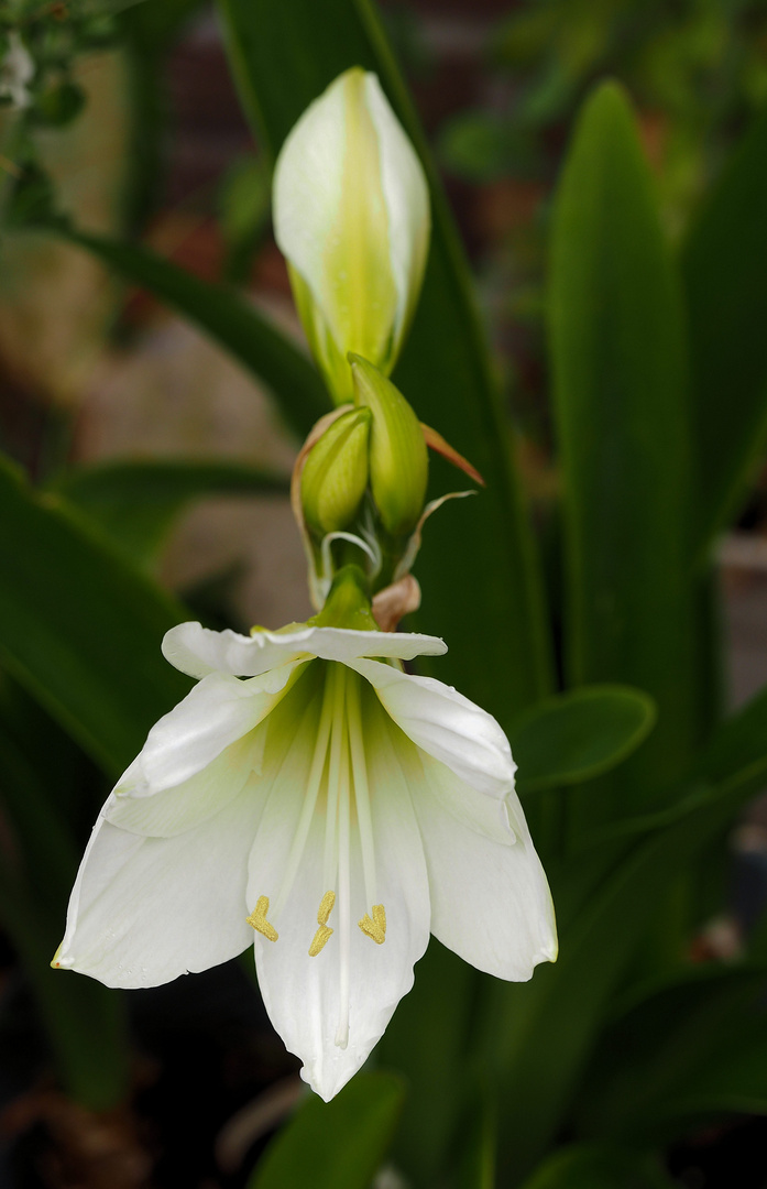 Lustigerweise blüht die weiße Amaryllis lieber im Sommer …