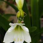 Lustigerweise blüht die weiße Amaryllis lieber im Sommer …