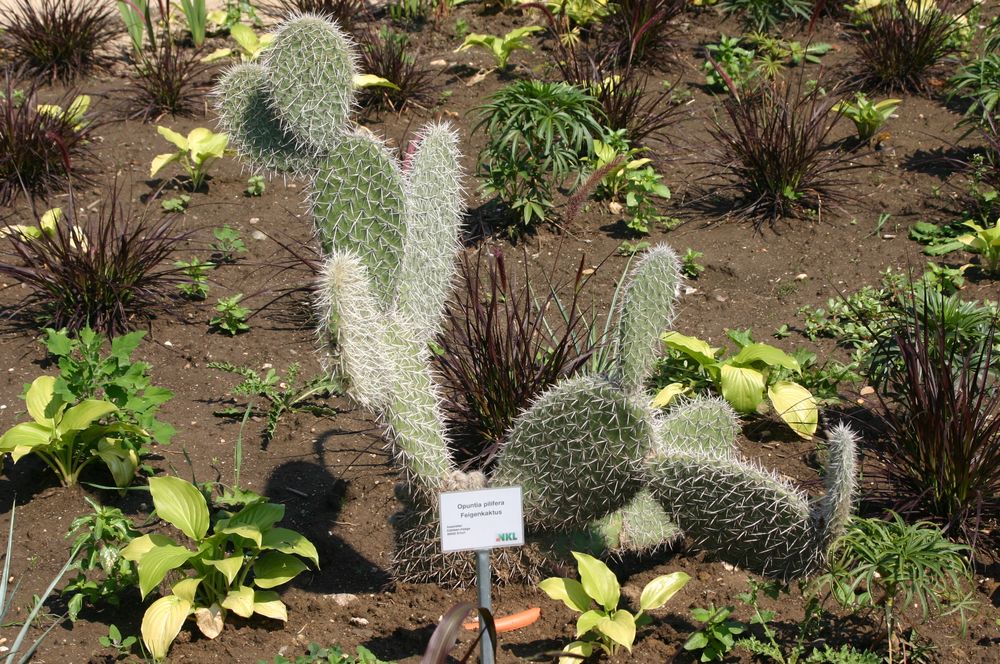 l,ustiges Ergebnis einer Kaktuszüchtung
