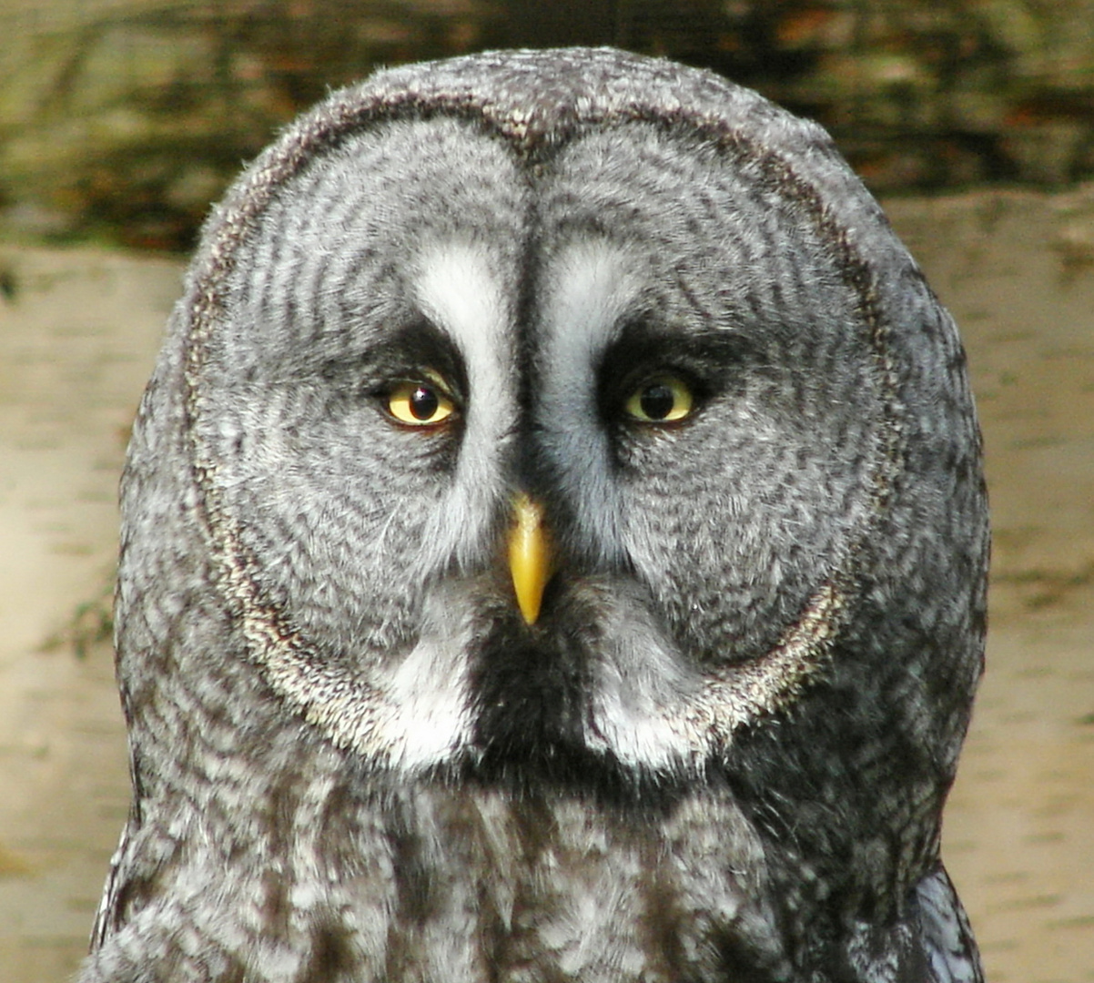 Lustiges Gesicht - Bartkauz