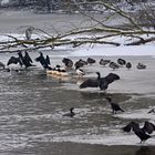 Lustiges Treiben auf dem Eis