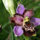 Lusus de Pseudoscolopax (Drôme)