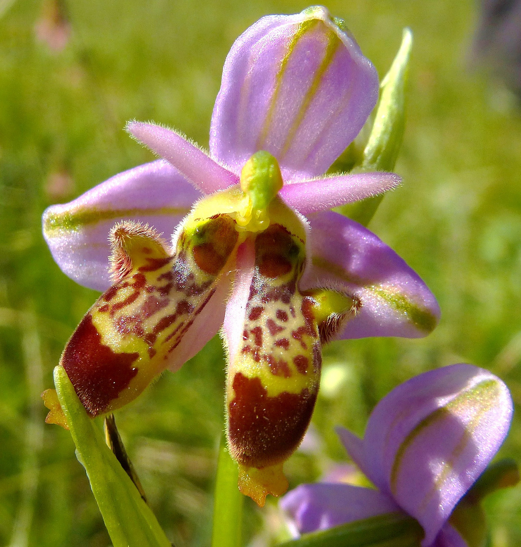 Lusus d'ophrys scolopax