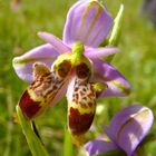 Lusus d'ophrys scolopax