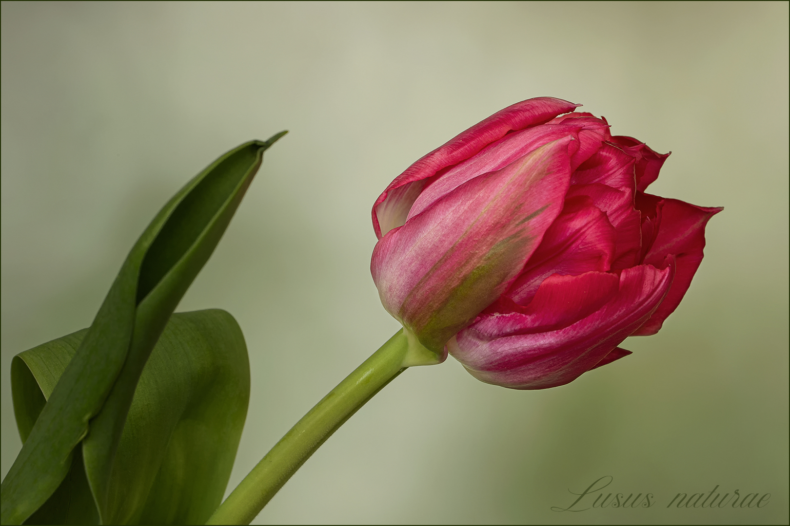 Lusus naturae - Wunder oder Laune der Natur...