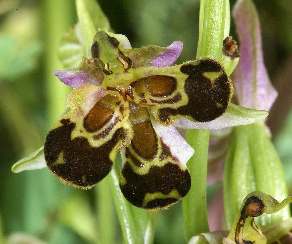 Lusus Ophrys apifera