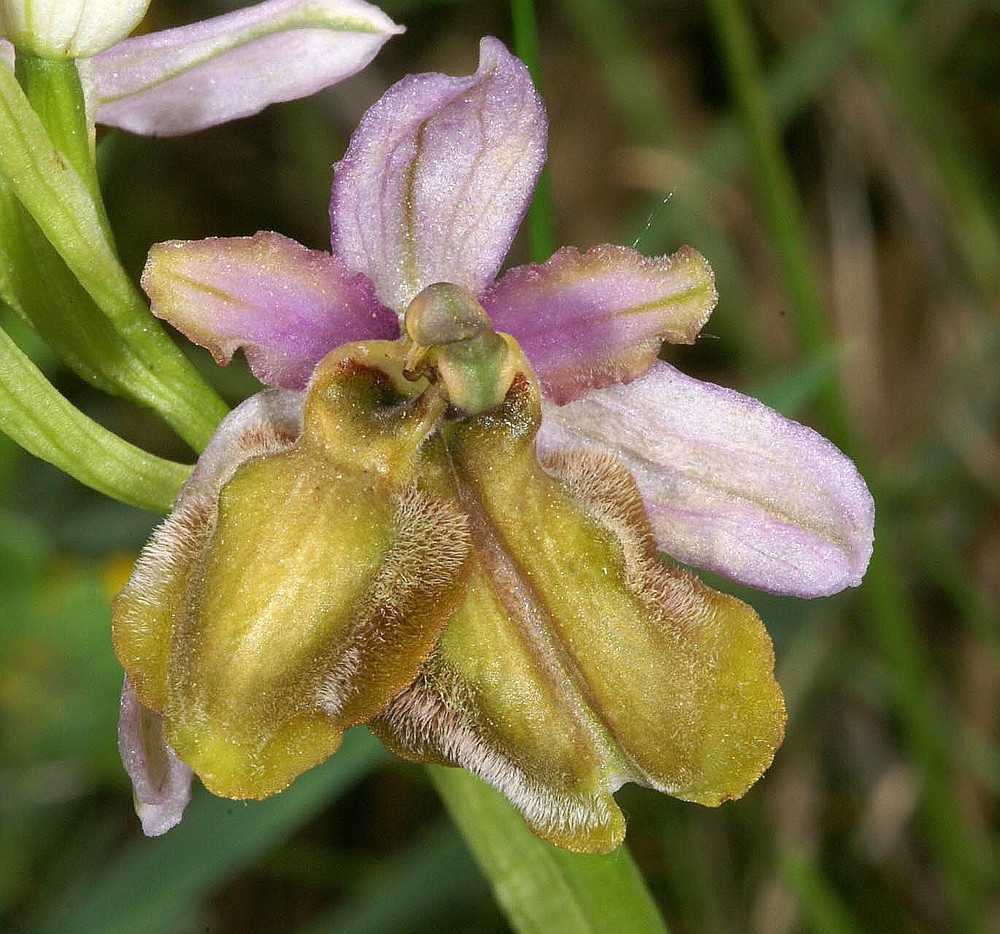 Lusus Ophrys aveyronensis