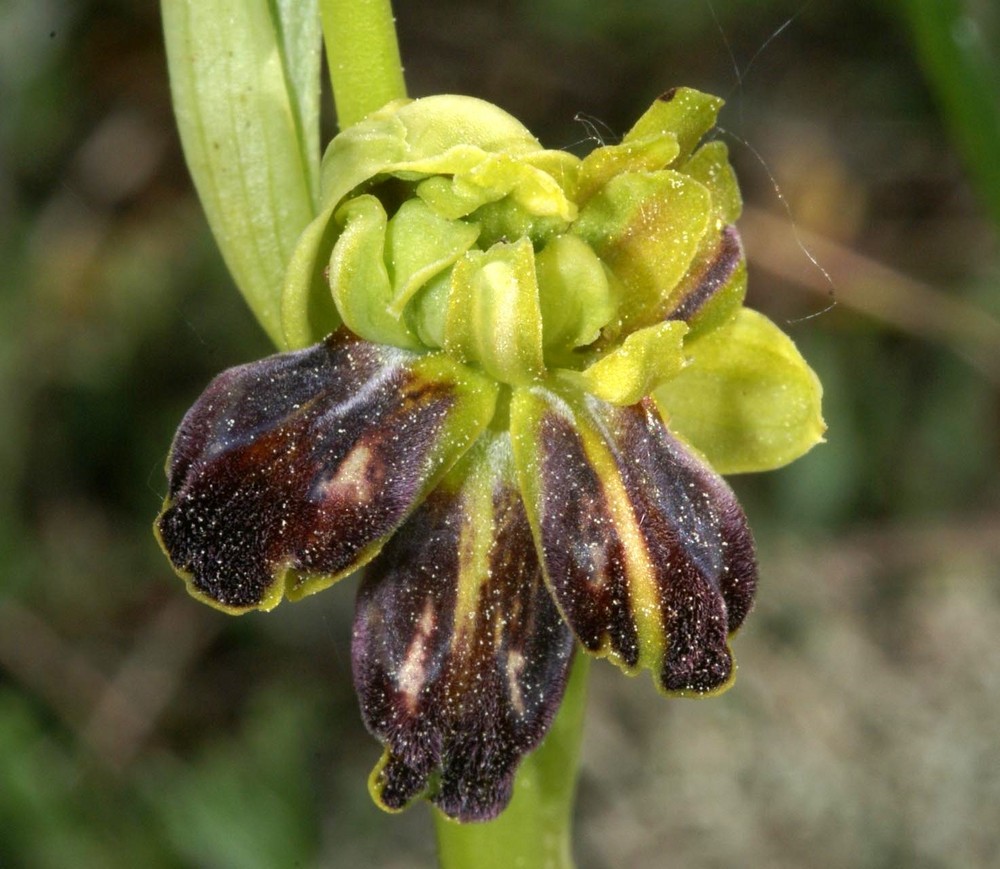 Lusus Ophrys sulcata