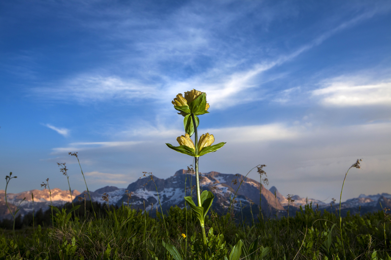 Lutea-der besondere Enzian