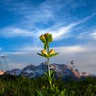 Lutea-der besondere Enzian