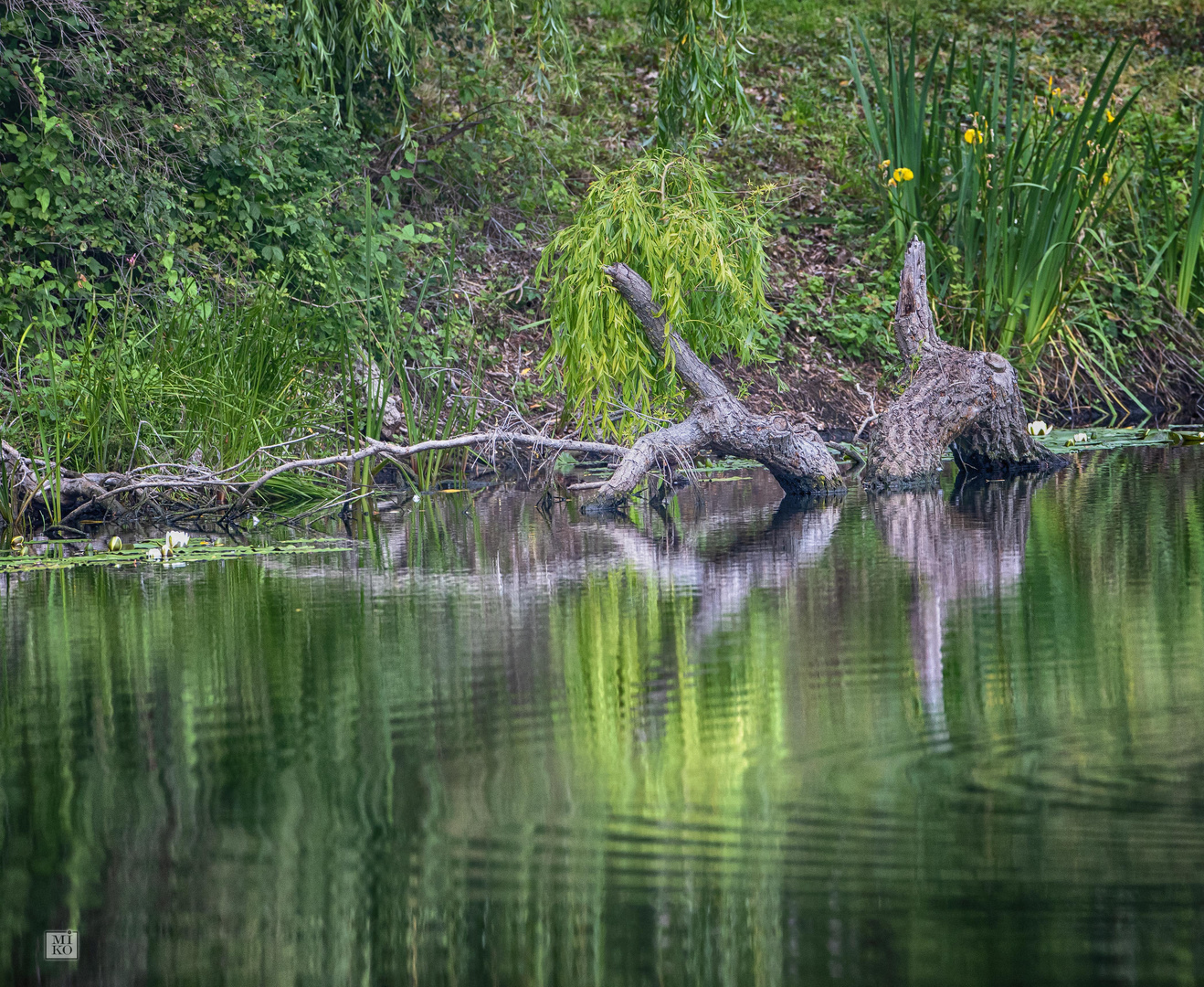 Luther See