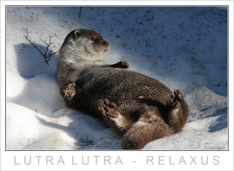 Lutra Lutra - Relaxus +++ Nationalpark Bayerischer Wald