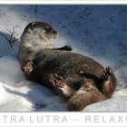 Lutra Lutra - Relaxus +++ Nationalpark Bayerischer Wald