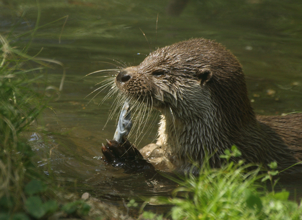 Lutscher für Otter